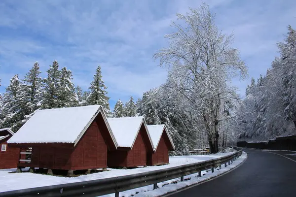 Ağaçlar ve karla kaplı kış manzarası