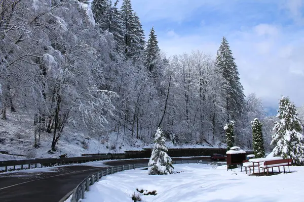 Dağlarda karla kaplı orman