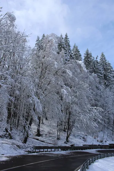 kar- ormandaki ağaçlar