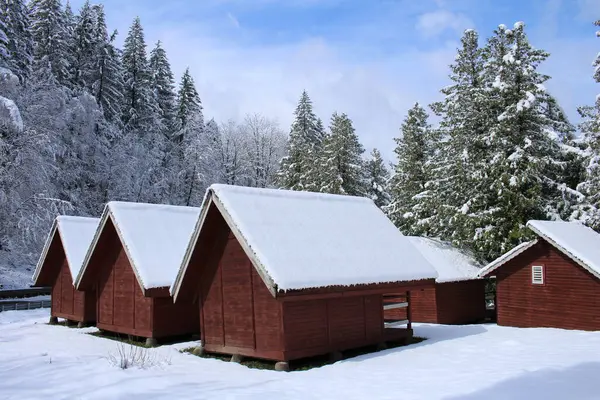 Kış ormanlarında karla kaplı çam ağaçları olan ahşap kulübe.