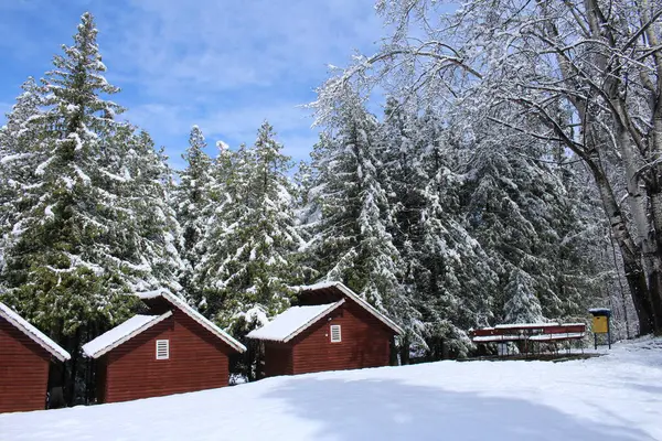 Kışın karlı ve köknar ağaçlı ahşap kulübe