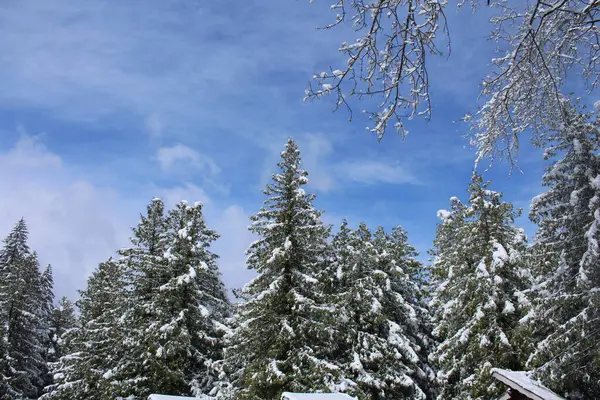Karlı güzel kış manzarası