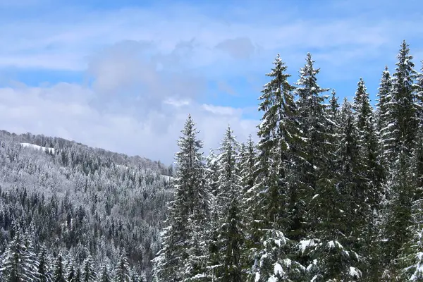 Karla kaplı ağaçlarla kaplı güzel kış manzarası