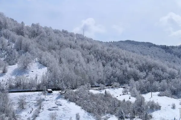 Ormanda karla kaplı ağaçlar