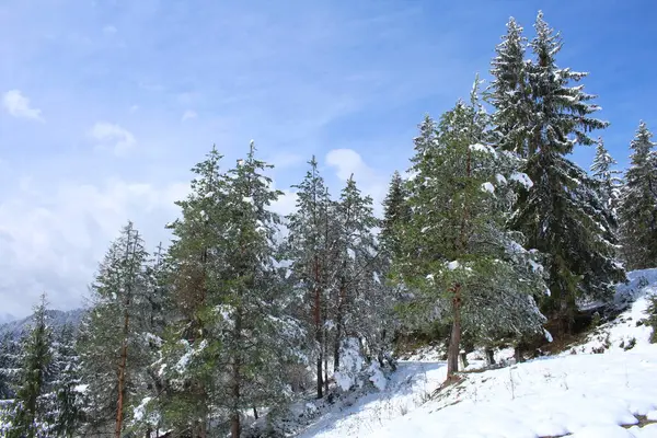 Karlı kış manzarası