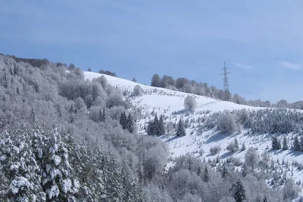 Karla kaplı ağaçlarla kaplı kış manzarası