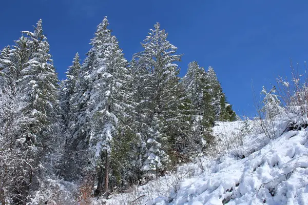 Kar altındaki İsviçre dağlarında kış manzarası