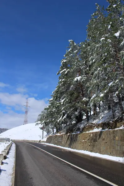 Güzel kış manzarası Karla kaplı ağaçlar