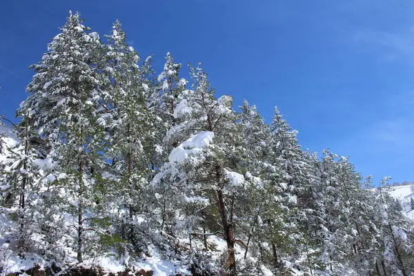 Karla kaplı ağaçlarla kaplı kış manzarası