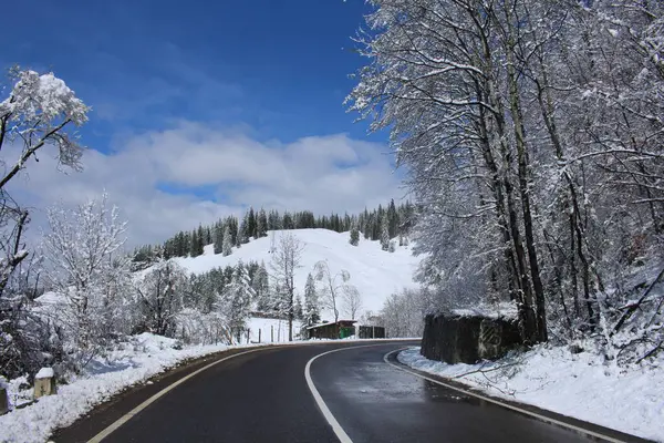 Kış ormanında yol