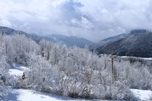 Karla kaplı ağaçlarla kaplı güzel kış manzarası