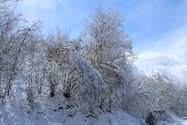 Kış Ormanında Karla Kaplanmış Ağaçlar