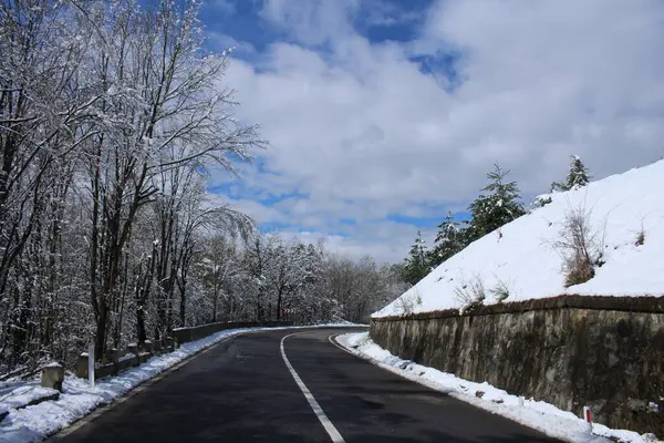 Kış ormanında yol