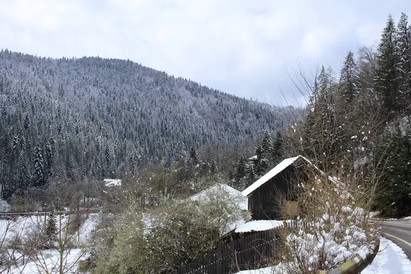 Karla kaplı ağaçlarla kaplı kış ormanı