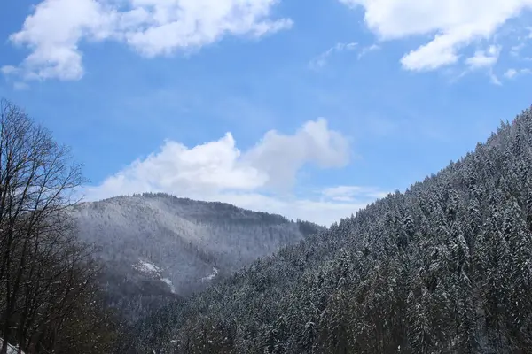 Karla kaplı ağaçlarla kaplı kış manzarası