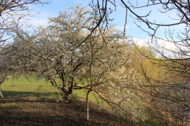 Ağaçların dallarında bahar çiçekleri.