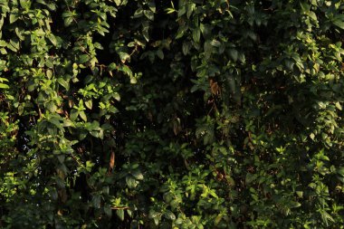 Ormanın arka planında yeşil yapraklar