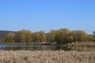 Nehir ve orman manzarası