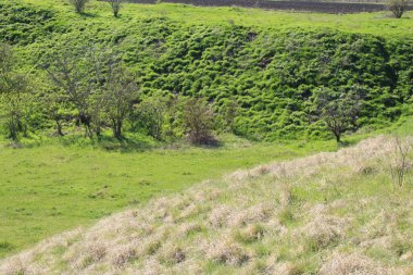 mavi gökyüzünde bir zemin üzerine yeşil çimen.