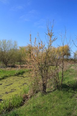 İlkbaharda nehrin manzarası