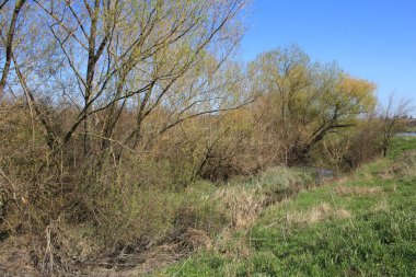 Ağaçlı ve mavi gökyüzü olan güzel bir tarla manzarası