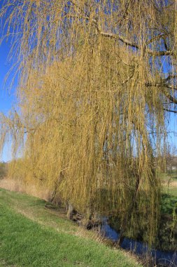 Nehrin kıyısındaki söğüt ağaçları