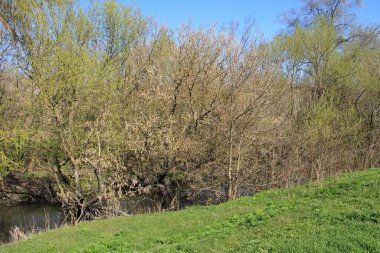 İlkbaharda nehir kıyısındaki ağaçlar
