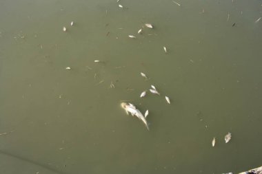 Bir grup ördek gölette yüzüyor.