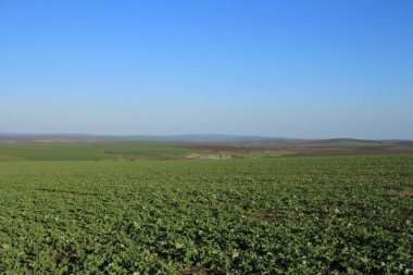 Çimen, doğa ve bitki tarlaları