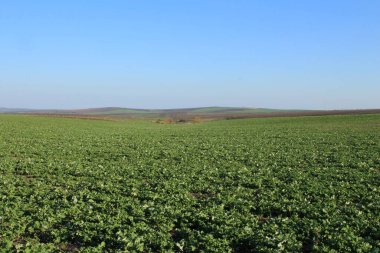 Buğday tarlası ve bulutlu mavi gökyüzü, Rusya