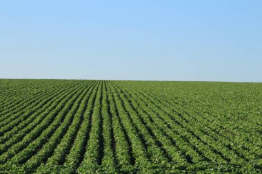 Mavi gökyüzü arka plan ile yeşil alan