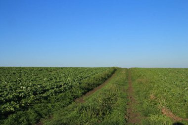 Kırsaldaki yeşil bitki tarlaları