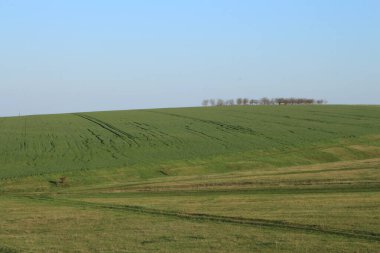 yeşil buğday tarlaları. Tarım kavramı