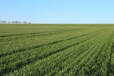 yeşil buğday tarlası, mavi gökyüzü