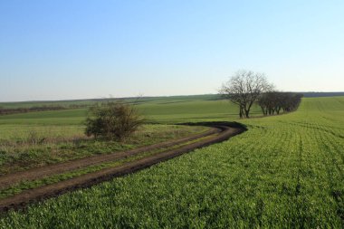 Bir sürü bitkisi olan yeşil alan, mavi gökyüzü, bulutlar,