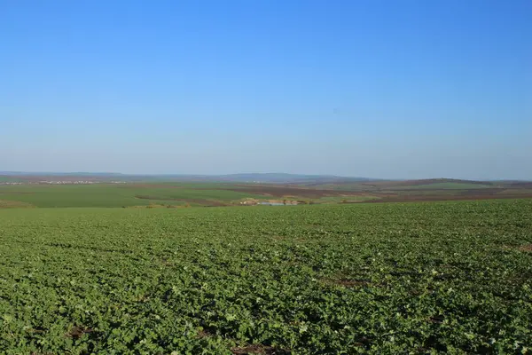 Çimen, doğa ve bitki tarlaları