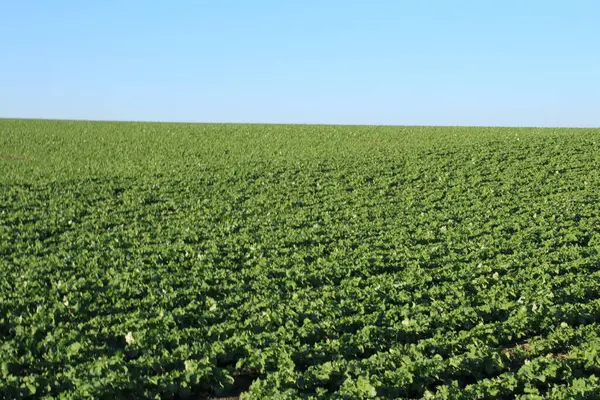 Genç buğday ile yeşil alan