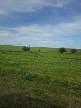 Mavi bulutlu gökyüzünün altında büyük beyaz yolu olan yeşil bir alanın dikey görüntüsü.