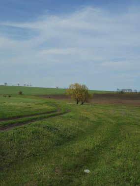 Ağaçlarla kaplı güzel bir manzara.