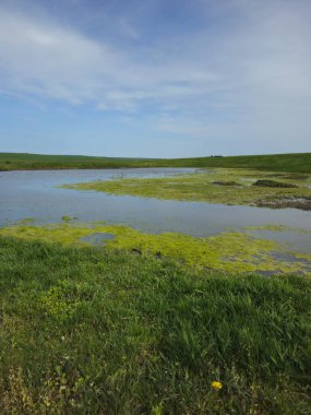 yeşil çimenler tarlada