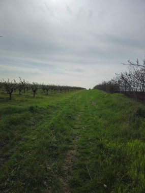 kırsal yeşil ağaçlar