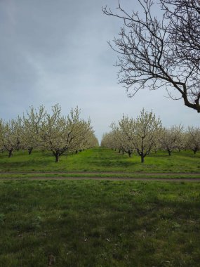 Doğanın güzel manzarası