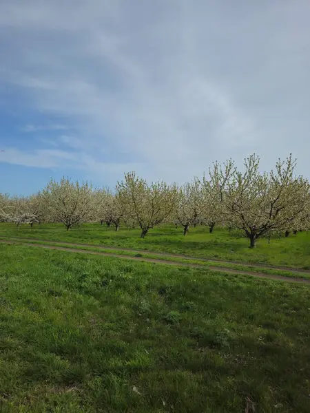 Bahçede bahar çiçekleri