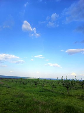 Güzel bir manzara Ağacı ve mavi gökyüzü