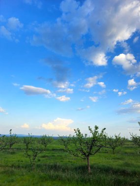 Baharda yeşil elma tarlası