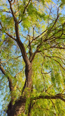 Ormanda ağaçların yeşil dalları