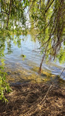 Ormandaki güzel nehir