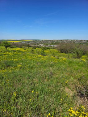 Bir çayır ve mavi gökyüzü.