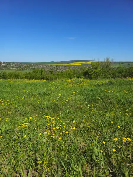 Çiçek tarlası ve mavi gökyüzü olan güzel bir manzara.
