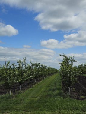 elma bahçesi Hollanda